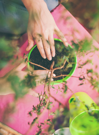 A woman plants a houseplant in a pot. Young bonsai tree top view. Replanting a flower in a new pot. The girl puts her hands on the ground.の写真素材