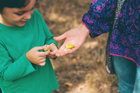 Woman shows acorns to son. The boy takes acorns from his mother's palm. Walk through the autumn oak forest. Walk with the child in the park. Time spent with family.の写真素材