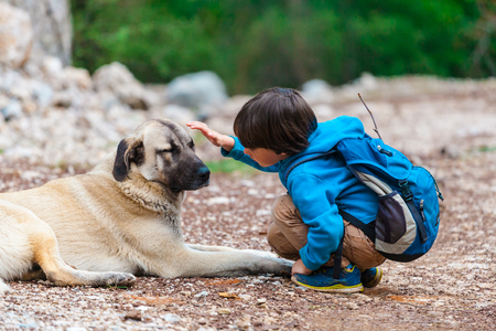 A boy with a backpack walks with the dog through the park. The child is petting the dog. Shepherd goes with its owner in the woods. Friendship pet and child.の写真素材