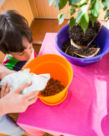 Replanting home flowers. The boy helps his mother to plant plants in a pot. A child learns to care for indoor plants. Woman teaches son to work with houseplants.の写真素材