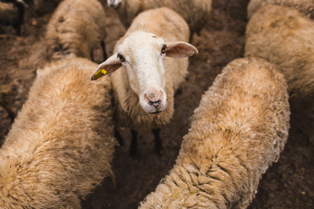 Sheep on the farm. Growing farm animals. Production of raw materials for the manufacture of wool yarn. Sheep's wool.の写真素材