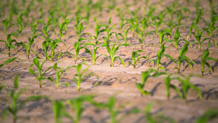 Young shoots of corn. Fertile soil. Farm and field of cereals top view. Agriculture. Rows of corn in...