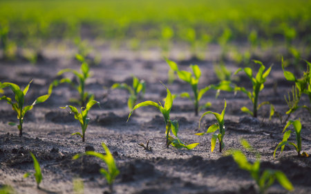 Young shoots of corn closeup. Fertile soil. Farm and field of grain crops. Agriculture.