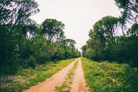 Dirt road in the forest. Deciduous forest. Trees against a cloudy sky. Trail in the park. The way...