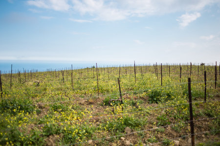 Vineyards on the background of the sea and mountains. Wine production. The cultivation of grapes. Spring mountain landscapes.の写真素材