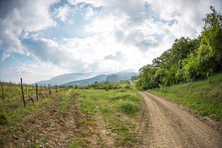 Vineyards on the background of the sea and mountains. Wine production. The cultivation of grapes. Spring mountain landscapes.の写真素材