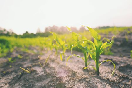 Young shoots of corn closeup. Fertile soil. Farm and field of grain crops. Agriculture.の写真素材