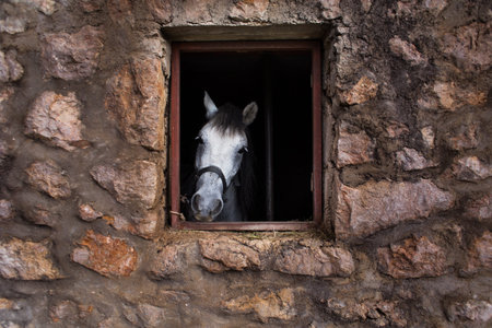 A horse looks out through a stable window in the countryside. portrait of an animal.の写真素材