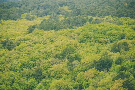 Green forest top view. View of the forest from the mountain. Deciduous trees.
