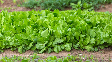 Lettuce leaf in the greenhouse. Growing greens. Young lettuce plant. Plantation of vegetables.