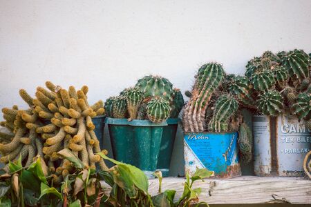 Akdamlar, Antalya, Turkey. March 3, 2019. Indoor plants in the courtyard of the house. Flowers in pots. Cactus in an old tin can. Potted plant.のeditorial素材