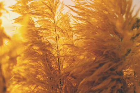 Ripe decorative reeds. Dried flower. Beautiful golden plant. Garden decoration.