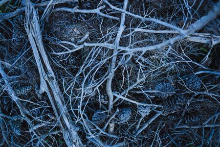 Dry branches and cones on the ground in the forest. Pine cones and needles. Pattern of fallen cones, branches and needles.の写真素材