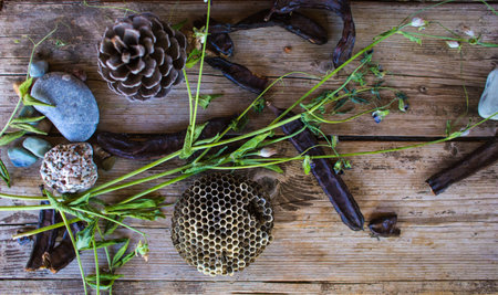 Old dry honeycombs, pine cone, stone, carob and wild flower on a wooden background. Home decor.