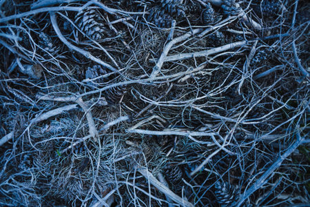 Dry branches and cones on the ground in the forest. Pine cones and needles. Pattern of fallen cones,...
