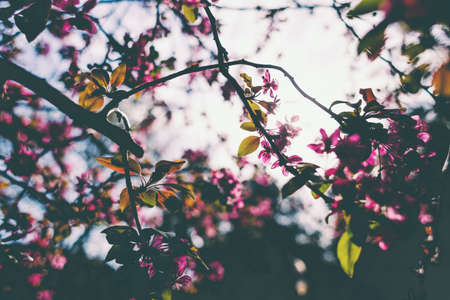The sun's rays pass through a flowering sakura branch. Pink flowers. Blooming cherry tree. Spring flowering.の写真素材