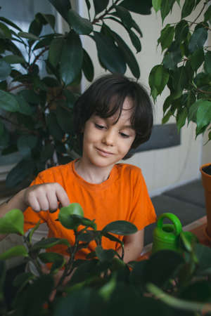 boy caring for flowers. the child helps to grow flowers in potsの写真素材