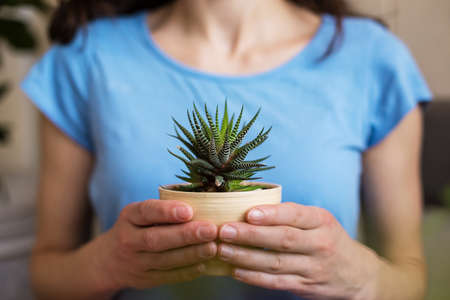 A woman holds a pot of succulent in her hands, a girl sells flowers, growing plants for sale, a plant as a gift, flowers in a greenhouse, potted plant.の写真素材