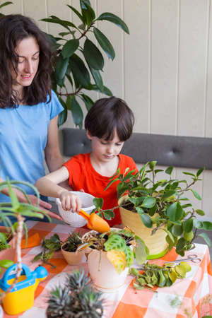 Boy helps mom to take care of house plants, child transplants flowers, woman teaches son to take care of plants, mother's dayの写真素材