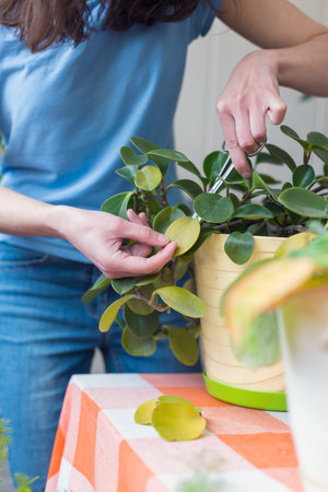 A girl is engaged in pruning house plants, a woman is cutting yellow leaves, a girl is caring for...