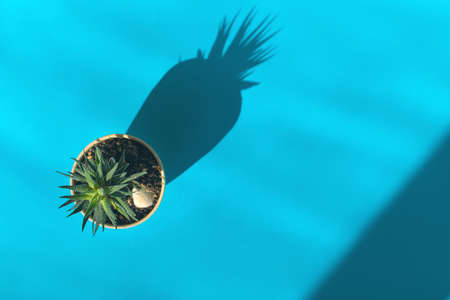 sakullent in a pot on a blue background. nature conceptの写真素材