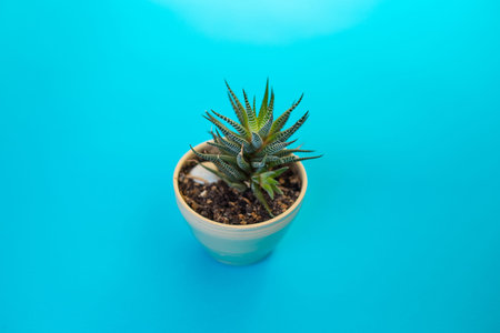 sakullent in a pot on a blue background. nature concept