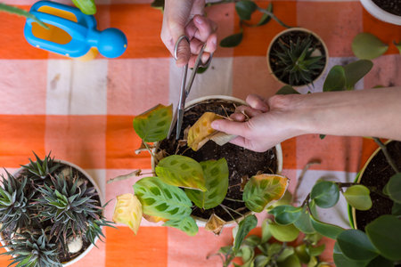A girl is engaged in pruning house plants, a woman is cutting yellow leaves, a girl is caring for...