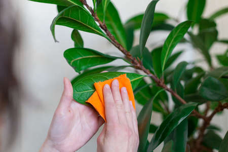 Woman picks dust from leaves of house plants, girl caring for plants in pots, a home greenhouseの写真素材