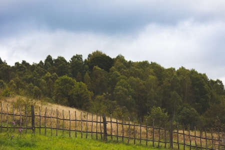 Trees with green and orange leaves. Autumn forest in cloudy weatherの写真素材
