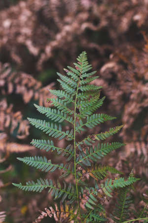 beautiful green leaf in autumn forestの写真素材
