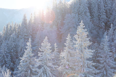 Snow covered winter mountains, trees covered with snow, mountain landscape in winterの写真素材