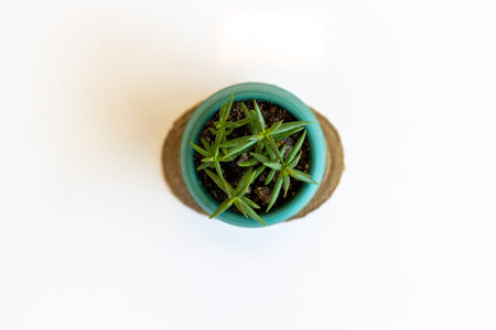 Succulent in a pot stands on a white table, home decor from home plants