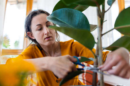 A woman cuts dry branches of a home plant with scissors, a girl takes care of plantsの写真素材