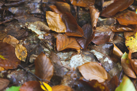 yellow and orange leaves in autumn forest