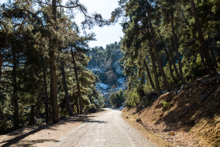 Forest road on a sunny day. Adventure and travel. Turkeyの写真素材