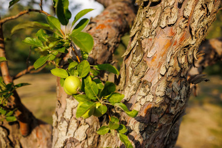 green apples on the branches of a tree in the garden. apples on the tree. orchard with apples. close...
