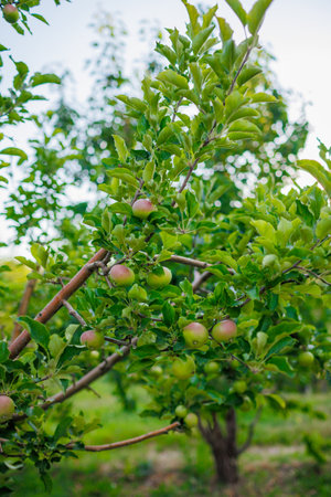 green apples on the branches of a tree in the garden. apples on the tree. orchard with apples. close up.の写真素材