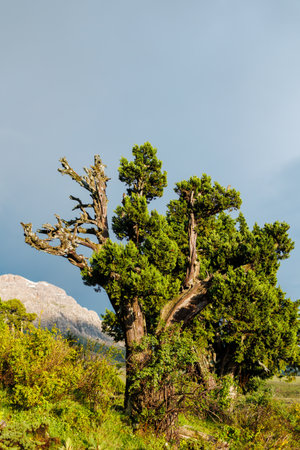 Trees in the mountains. Mountain view with beautiful green trees. Beautiful landscape with high cliffs, forest and sky. Dedegol. Turkey.の写真素材