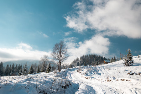 Snow covered winter mountains, coniferous trees covered with snow, mountain landscape in winter, spruce in the snow, setting sun, sunset in the mountains, fir tree in the snow during sunsetの写真素材