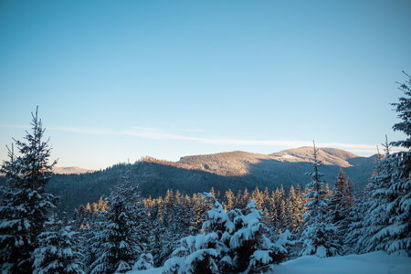 Snow covered winter mountains, coniferous trees covered with snow, mountain landscape in winter, spruce in the snow, setting sun, sunset in the mountains, fir tree in the snow during sunsetの写真素材