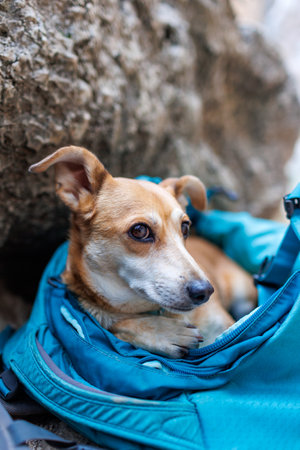 small dog sleeps in a backpack. trekking with animals.の写真素材