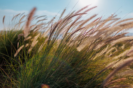 Spikelets of grass in a meadow close up sway from the light wind at sunset, the light of a sunny...