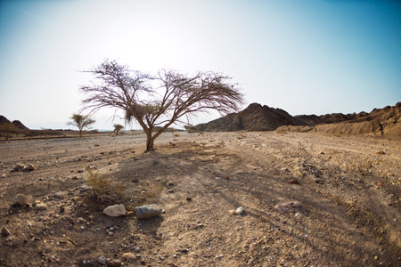 View of rocky landscape in the desert of Israel, sandstone cliffs and desert.Travel through the desert of Israel. Natural attractions. Israel. Eilat.の写真素材