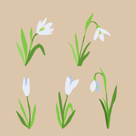 Snowdrops set. Spring time flower. Vector llustrationのイラスト素材