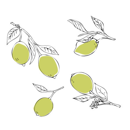 a set of lemons or lime on a doodle style branchのイラスト素材