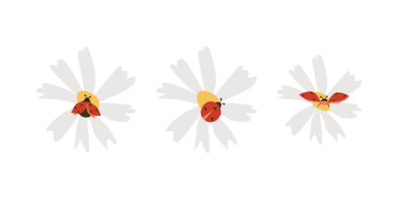 cute love bugs or lady birds on camomile flowerのイラスト素材