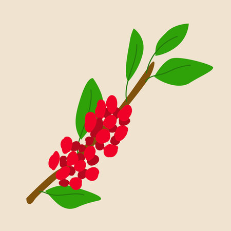 modern vector coffee branch with red berryのイラスト素材