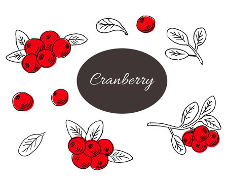 Cranberry Hand drawn sketch outline with red color. Vector illustration can used for berry background, pattern, food and drink label. Set of berry full isolated.のイラスト素材
