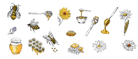 Honey set of sketch bee, spoon, jar, honeycomb with yellow colors. Vector illustration can be used for wrapping paper, textile, food label, print for organic honey products.のイラスト素材