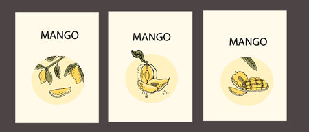 Label or poster of Hand drawn Mango fruit in sketch. Vector illustration of tropical fruit for healthy - mango. Ink paint art in vintage style.のイラスト素材